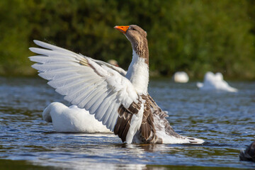 A domestic goose is a goose that humans have domesticated and kept for their meat, eggs, or down feathers. Domestic geese have been derived through selective breeding from the wild greylag goose