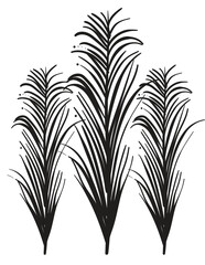 Hand drawn Coconut Leaves vector illustration
