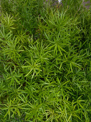 green leaves on a sunlit day