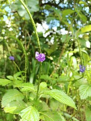 flowers in the garden