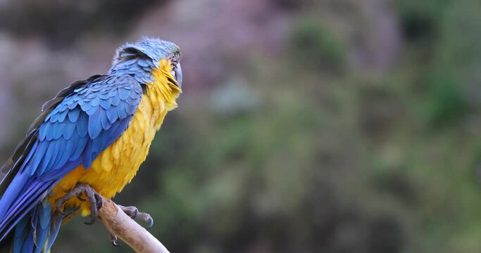 Macaw parrot sitting on branch - Steady, closeup shot