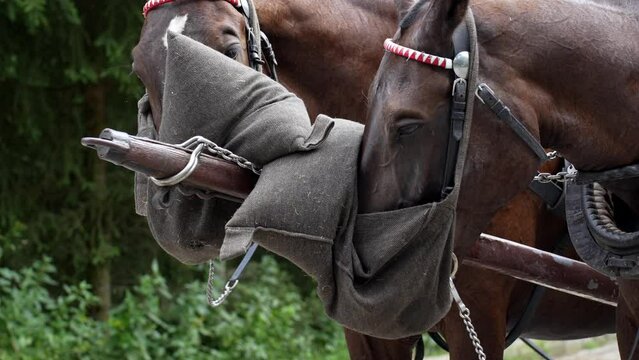 Horse harness with cart in mountain forest. Traditional transport for tourists in Morskie Oko, Poland. Harnessed horses eat food from bags