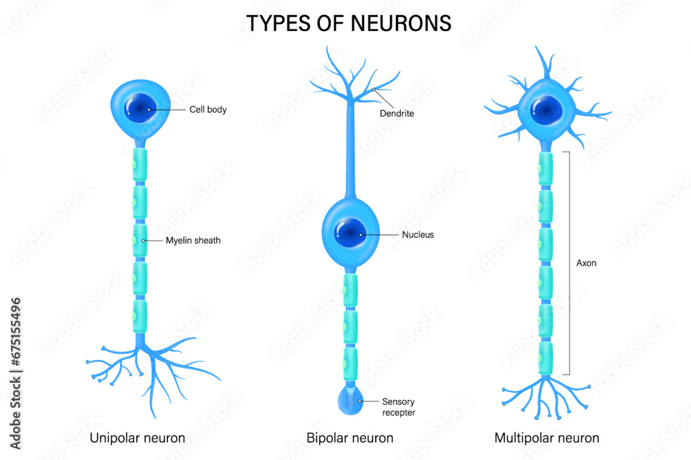 Wall mural types of neurons vector. unipolar, bipolar and multipolar neuron. neuron types. nerve cell anatomy.