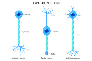 Types of neurons vector. Unipolar, Bipolar and multipolar neuron. Neuron types. Nerve cell anatomy. - obrazy, fototapety, plakaty