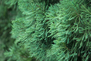 Close up of fir branches background