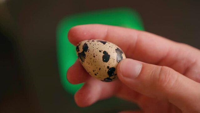 Hand showing spotted quail egg close up, on blurred background