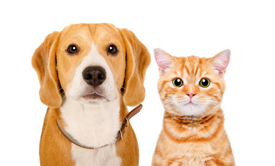 Portrait of adorable beagle and kitten scottish straight, closeup, isolated on white background