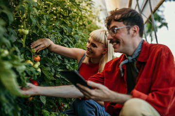 Fototapeta premium Happy couple harvesting tomatoes with a tablet on their farm