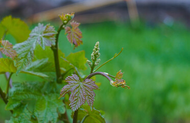 New buds on the branch of the vine