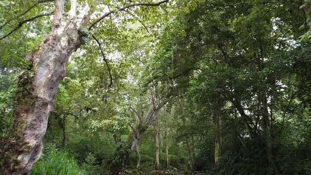 Shot while walking through a cloud forest surrounded by dense vegetation in Trianon Ranch, Coatepec, Veracruz, Mexico on a cloudy day.
