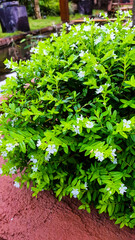 Enchanted Blooms: Cuphea hyssopifolia Kunth (elfin herb) Plants in Full Splendor