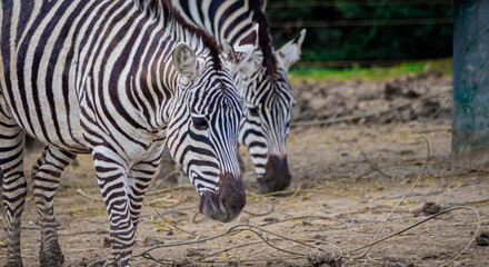 Fototapeta na wymiar Zebra in the grass nature habitat, National Park 