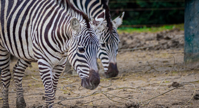Zebra in the grass nature habitat, National Park 