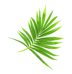 green leaf of palm tree isolated on transparent background png file