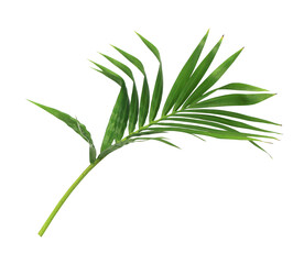 green leaf of palm tree isolated on transparent background png file