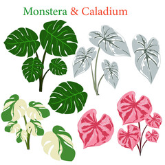 Tropical Leaf Collection: Monstera, Philodendron & Caladium Varieties