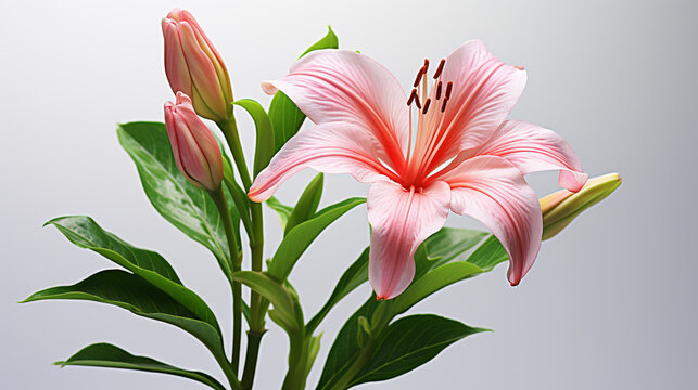 bouquet of lilies HD 8K wallpaper Stock Photographic Image 