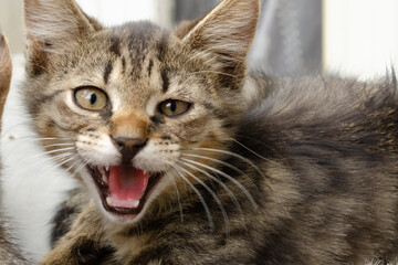 Fluffy little gray kitten growls at the camera. Close-up portrait of a kitten