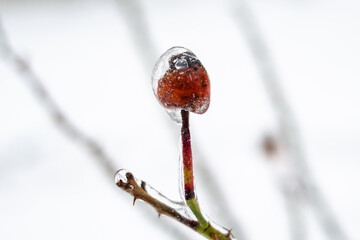 Frozen branch with red rose hips. Bad weather conditions for plants