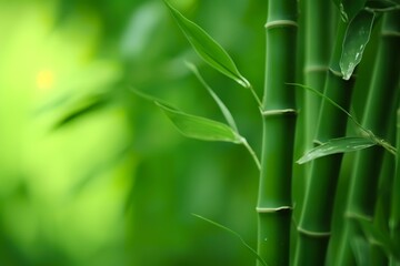 Bamboo tree, bamboo branch on green dof background, close-up
