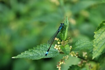 blue dragonfly on a nettle