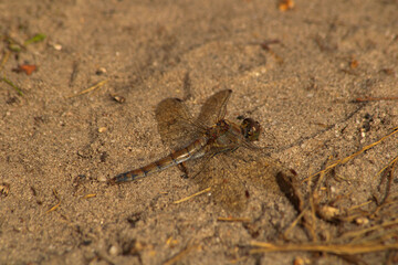 Dragon fly brown