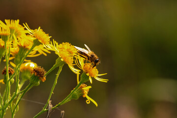 wasp on yellow plants
