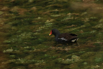 swimming duck on a lake