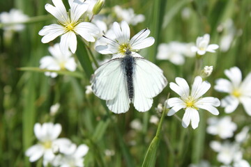 White butterfly on Daisy flower