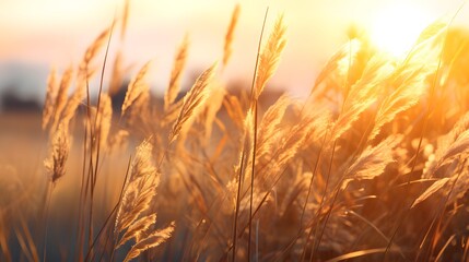 Detail of wild grass at sunset