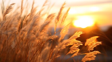Detail of wild grass at sunset