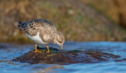 Ruddy Turnstone -  at the sea shore on autumn migration way