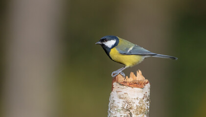 Great tit in autumn at a wet forest