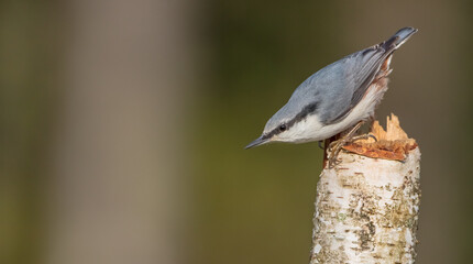 Eurasian nuthatch - in autumn at a wet forest