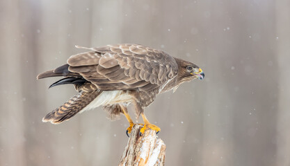 Common Buzzard in early spring at a wet forest