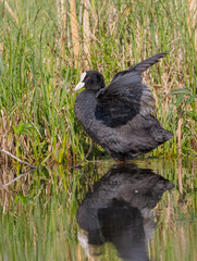 Eurasian coot - adult bird in spring