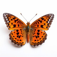 A Majestic Butterfly With Vibrant Colors and Elegant Patterns