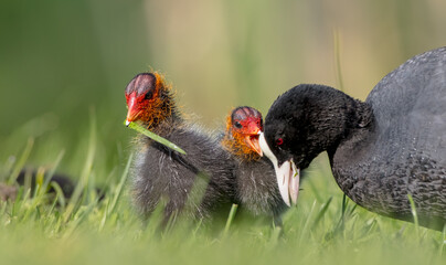Eurasian coot - adult bird with juveniles in spring