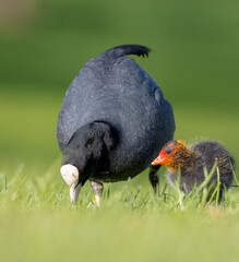 Eurasian coot - adult bird with juveniles in spring