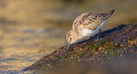 Dunlin - young bird at a seashore on the autumn migration way