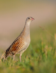 Corn crake - male bird at a meadow in the beginning of the summer