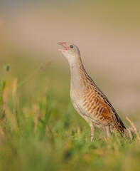 Corn crake - male bird at a meadow in the beginning of the summer