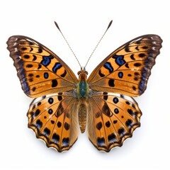 Close-Up of Colorful Butterfly Wings Against a Clean Background