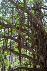 Fototapeta premium Branches of a giant Ficus retusa, a species of evergreen woody plant in the fig genus, native to the Malay Archipelago and Malesia floristic region. Algiers, Alger, Algeria. Many aerial roots.