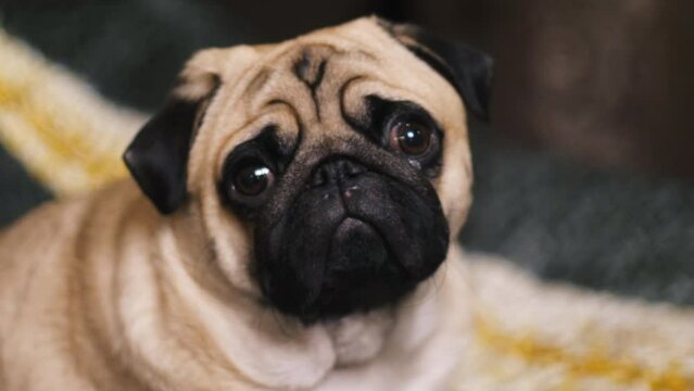 cute dog pug breed have a question and making funny face feeling so happiness and fun.Healthy purebred dog looking camera.Adorable Dog Friendly Concept