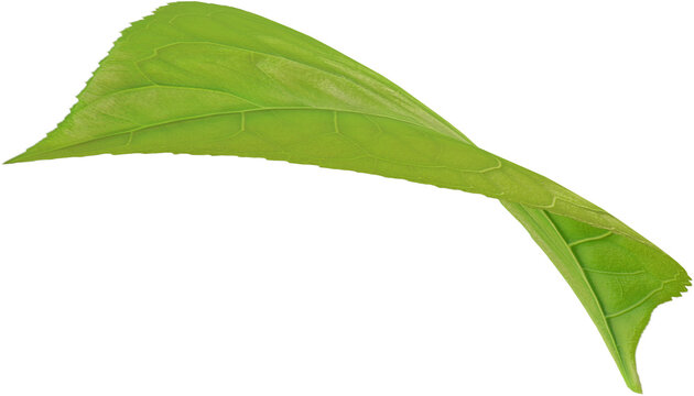 single green leaf