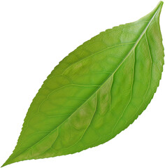 Obraz premium single green leaf