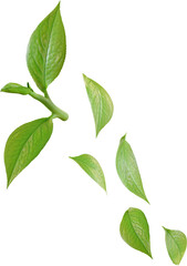 falling green tea leaves