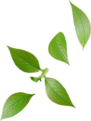 Fototapeta na wymiar falling green tea leaves