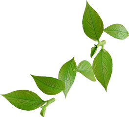 Fototapeta na wymiar green tea leaves